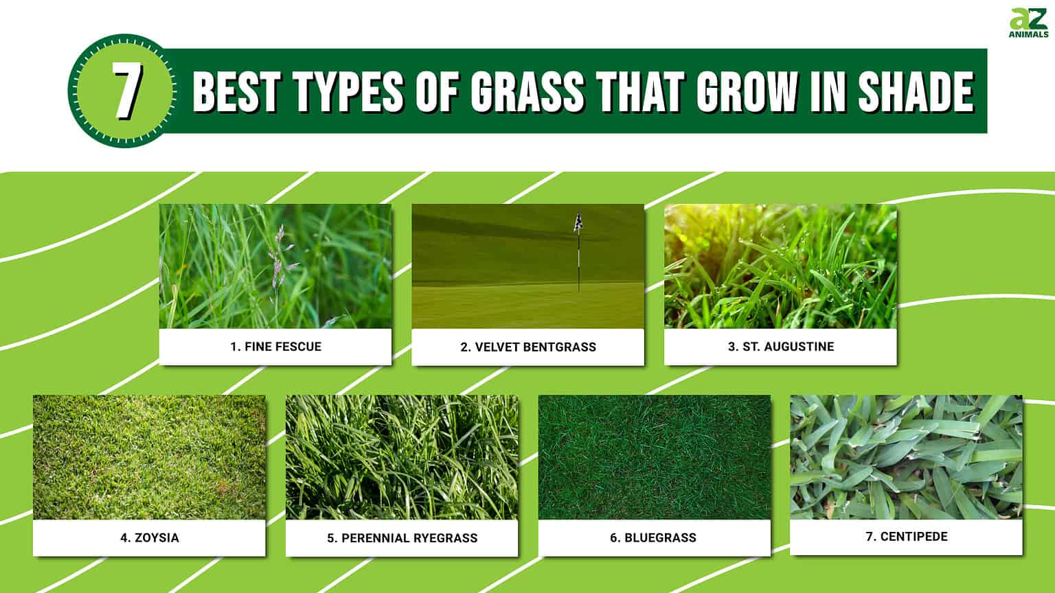 Type Of Grass To Plant The Best Types Of Grass For Your Southern Lawn 