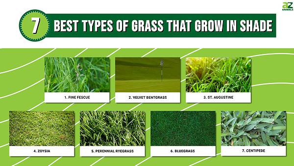 Discover the Top 7 Best Types of Grass That Grow in Shade - A-Z Animals