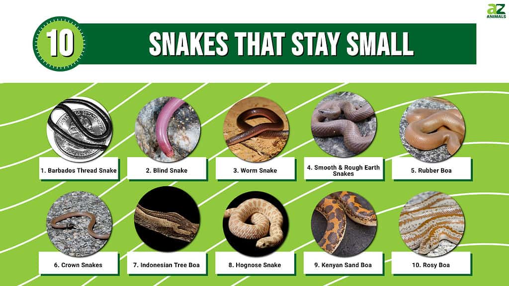 Infographic of 10 Snakes That Stay Small
