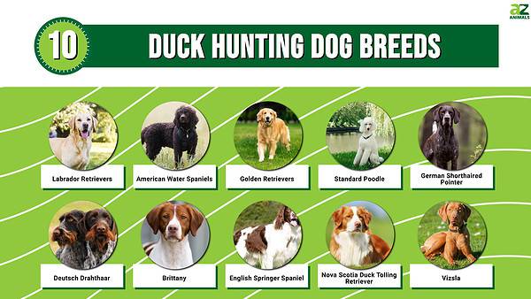 10 Duck Hunting Dog Breeds - A-Z Animals