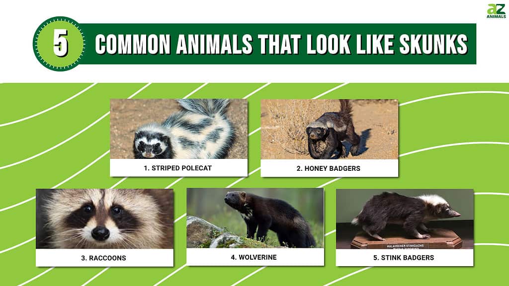 5 Common Animals That Look Like Skunks (And How To Tell the Difference