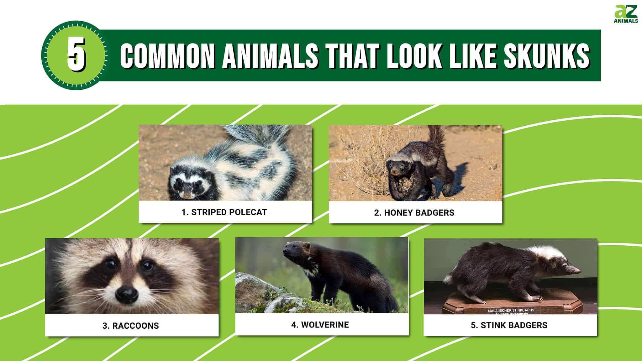 5 Common Animals That Look Like Skunks And How To Tell The Difference