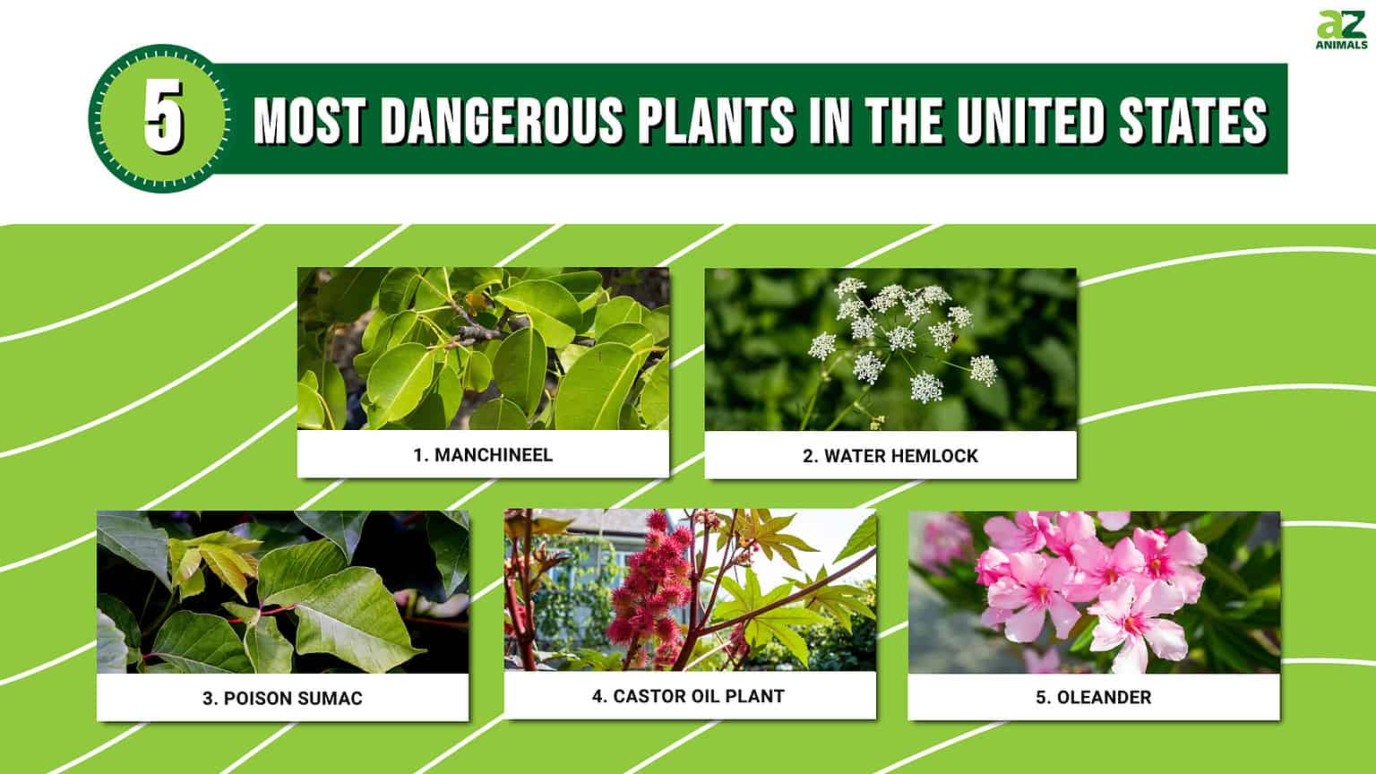 Discover the Most Dangerous Plants in the United States - A-Z Animals