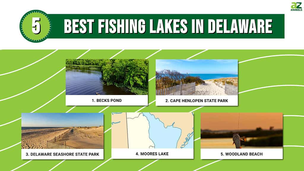 Best Fishing Lakes in Delaware infographic