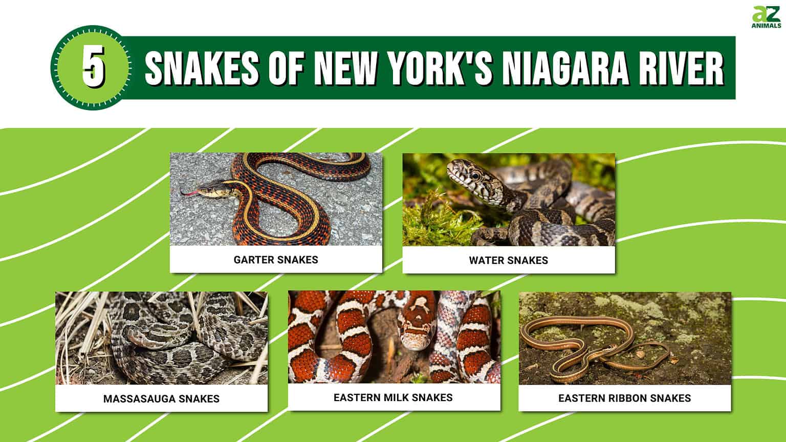 Discover the 5 Snakes of New York's Niagara River - A-Z Animals