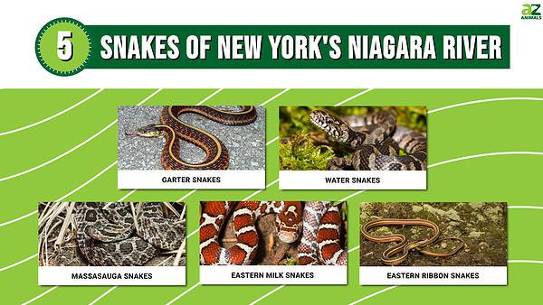 Discover the 5 Snakes of New York's Niagara River - A-Z Animals