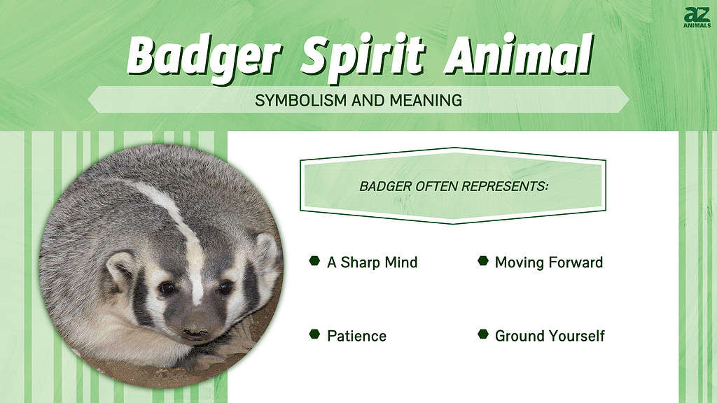 Badger Spirit Animal infographic