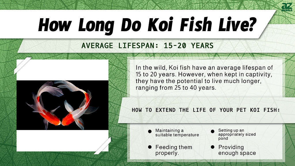 How Long Do Koi Fish Live? infographic