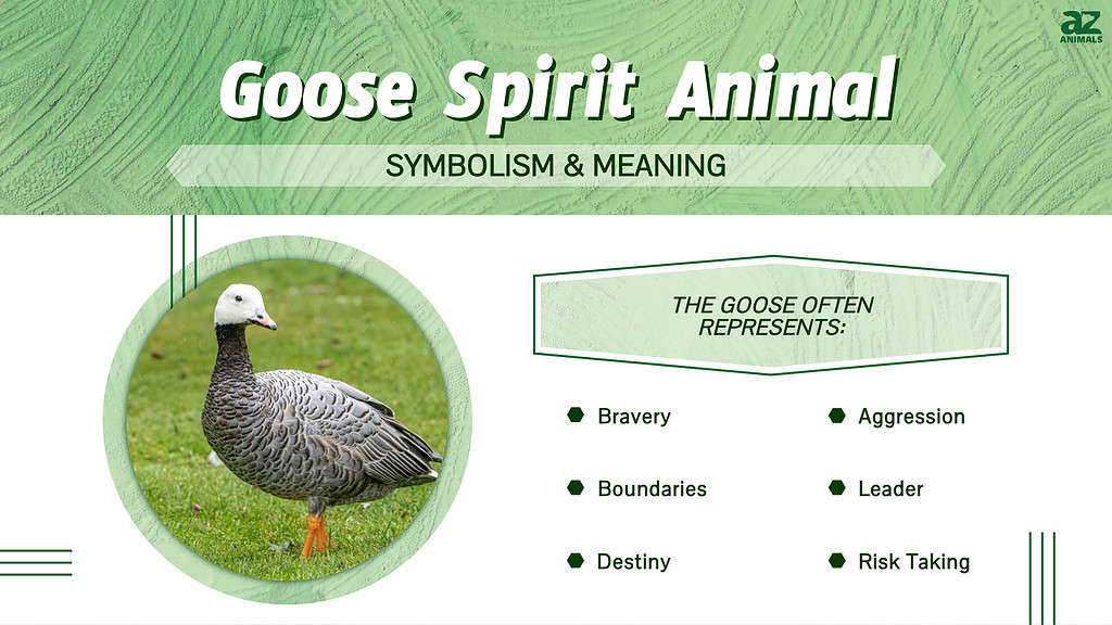 Goose Spirit Animal  infographic