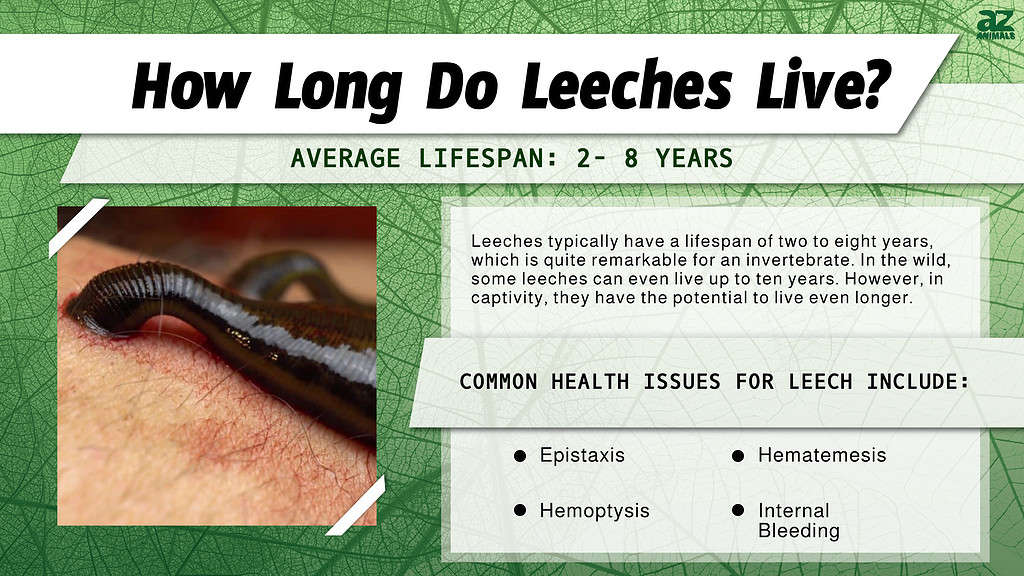 How Long Do Leeches Live? infographic