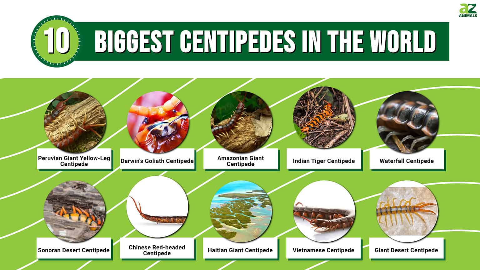 The 10 Biggest Centipedes in the World! - A-Z Animals