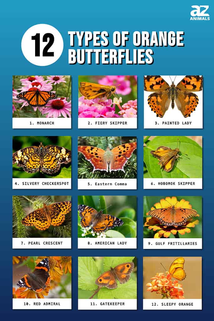 orange butterfly images