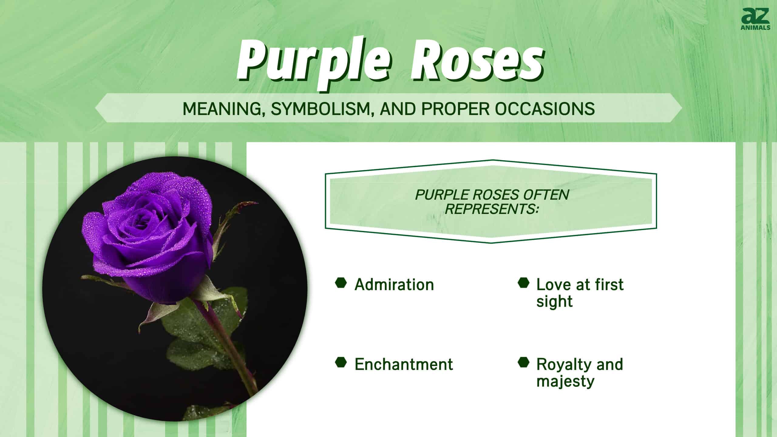 Purple Roses infographic