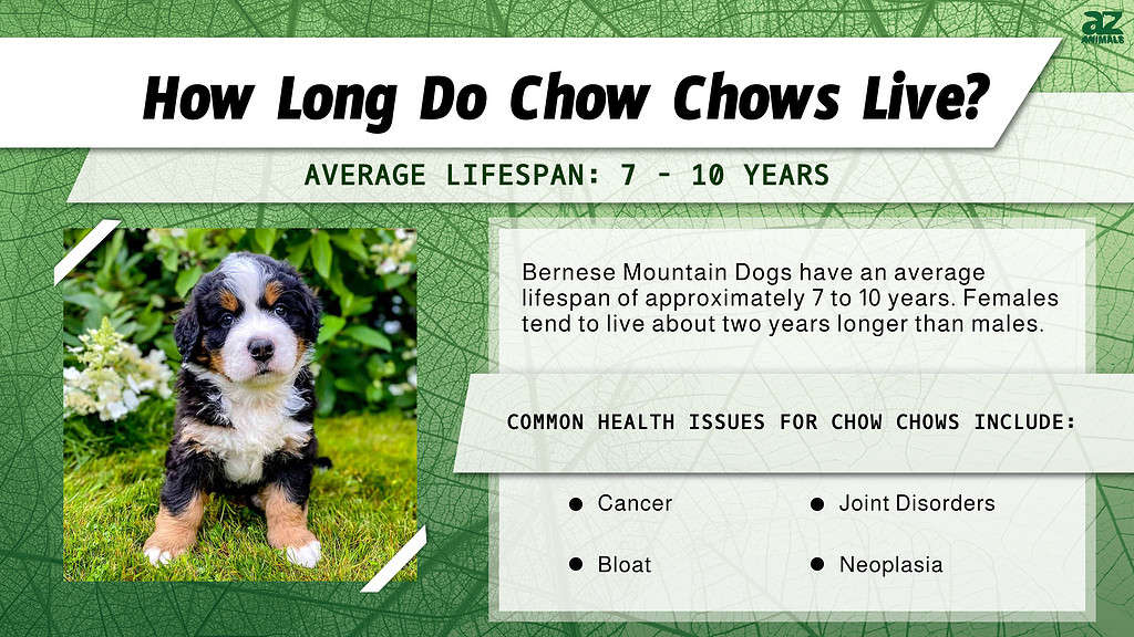 why don't bernese mountain dogs live long 2