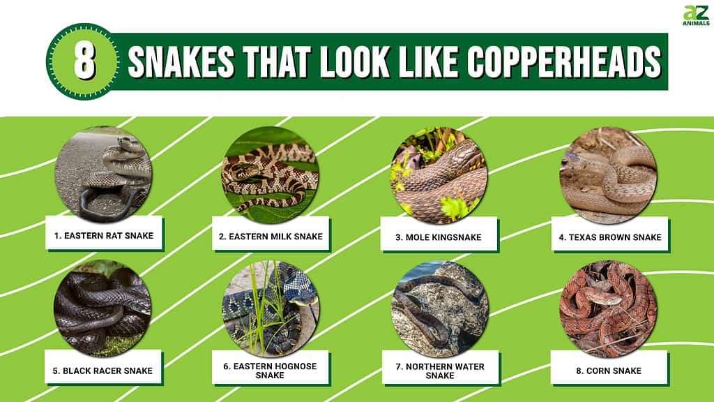 Infographic of 8 Snakes That Look Like Copperheads