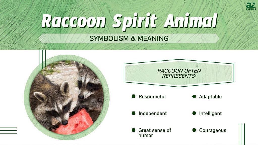 Raccoon Spirit Animal  infographic