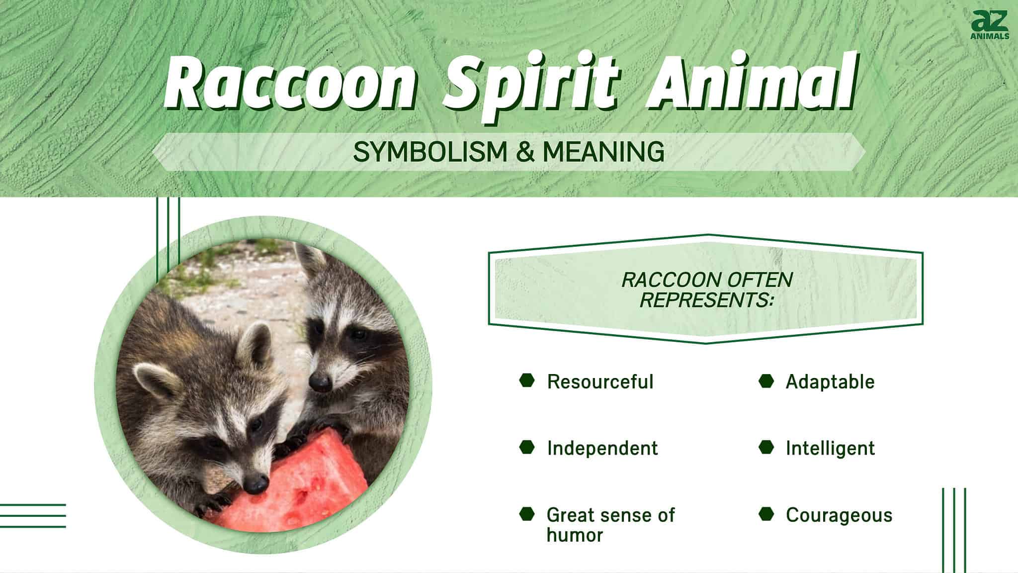 Raccoon Spirit Animal Symbolism And Meaning A Z Animals