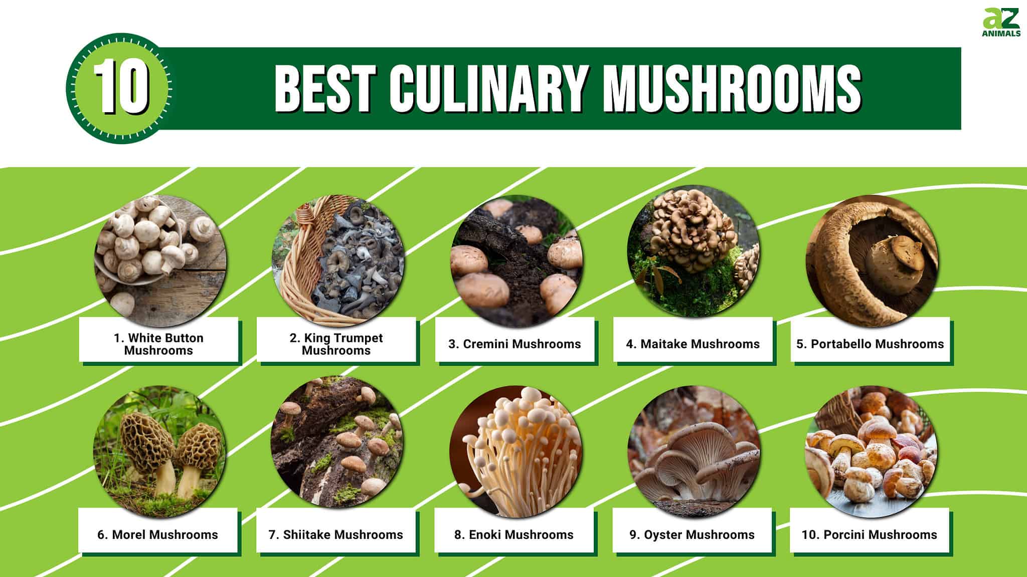 The 10 Best Culinary Mushrooms A Z Animals