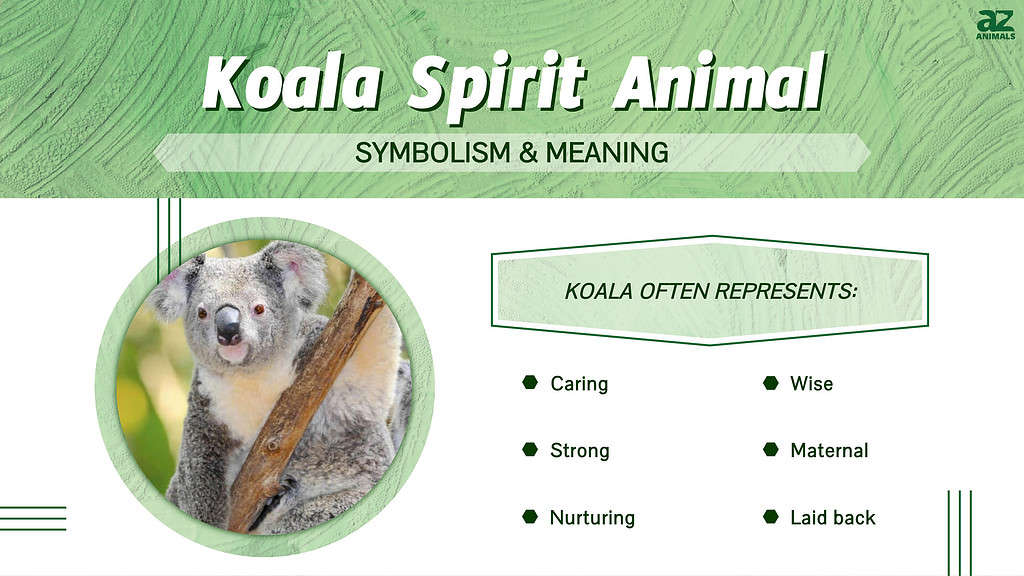 Koala Spirit Animal  infographic