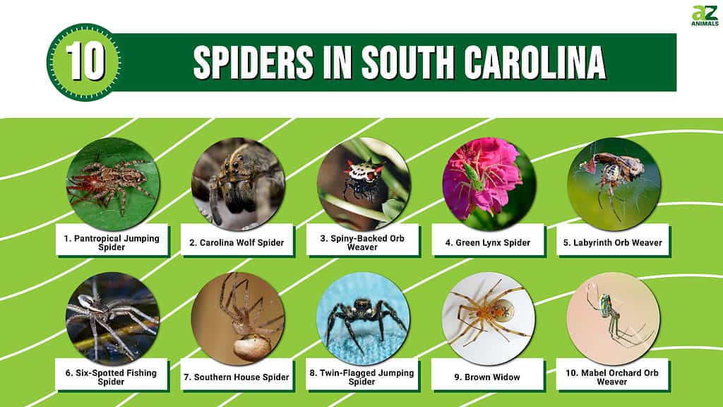 Infographic of 10 Spiders in South Carolina