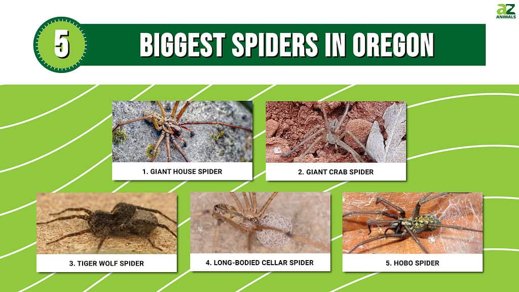 Top 6 Favorite Spiders in the Willamette Valley