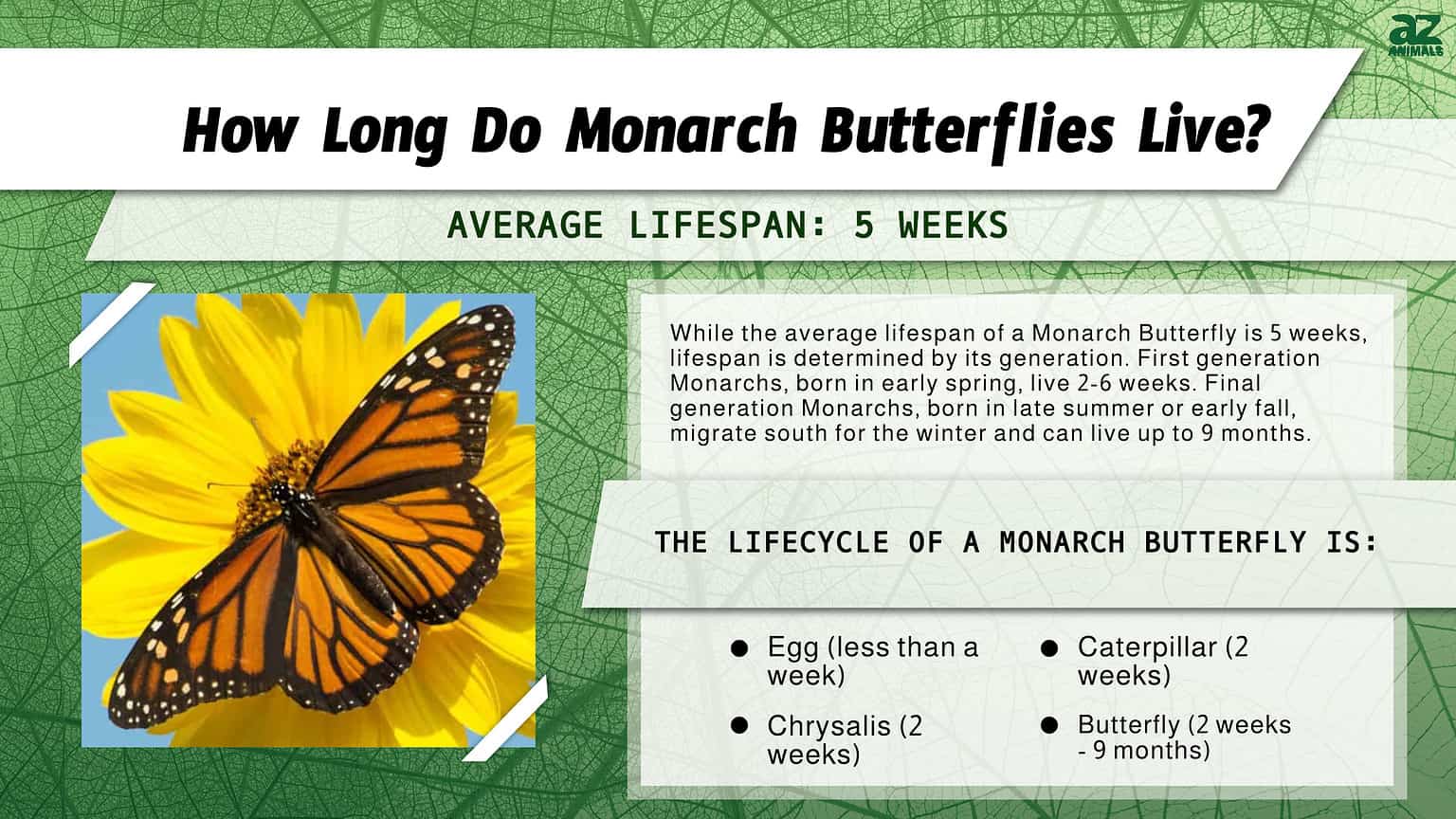 Monarch Butterfly Lifespan: How Long Do Monarch Butterflies Live? - A-Z ...