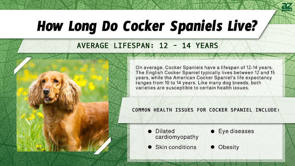 How Long Do Cocker Spaniels Live? infographic