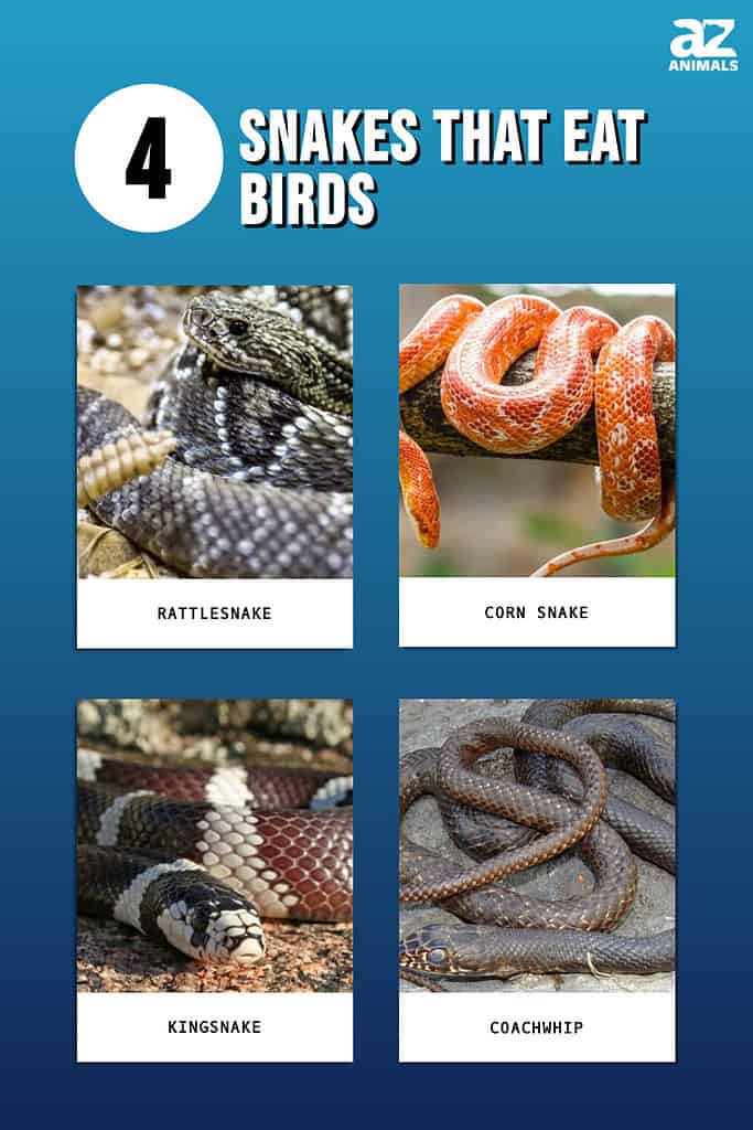 Graph of 4 snakes that eat birds