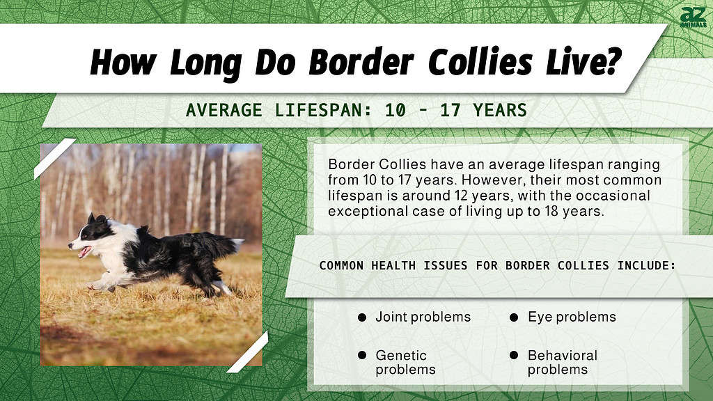 How Long Do Border Collies Live? infographic