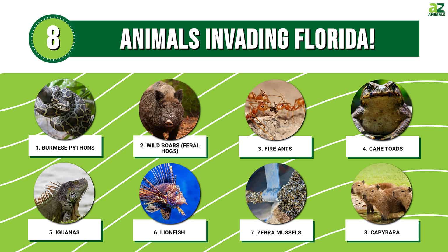 Discover 8 Animals Invading Florida! - A-Z Animals