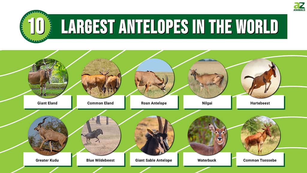 The 10 Largest Antelopes in the World AZ Animals