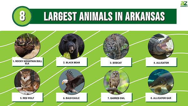 Discover The 8 Largest Animals In Arkansas, and Where You'll Find Them ...