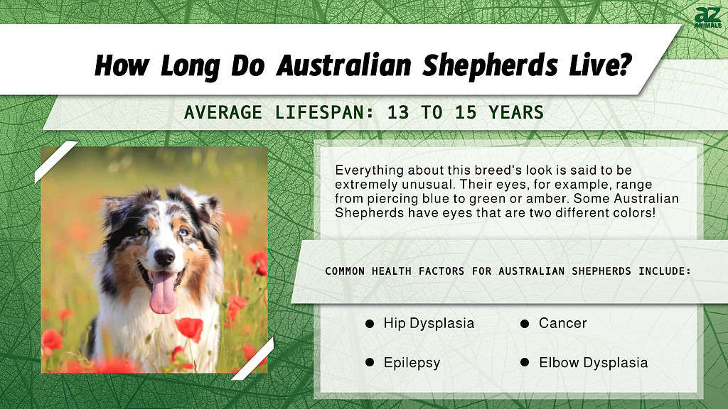 Australian Shepherd Lifespan: How Long Do Australian Shepherds Live? - A-Z  Animals