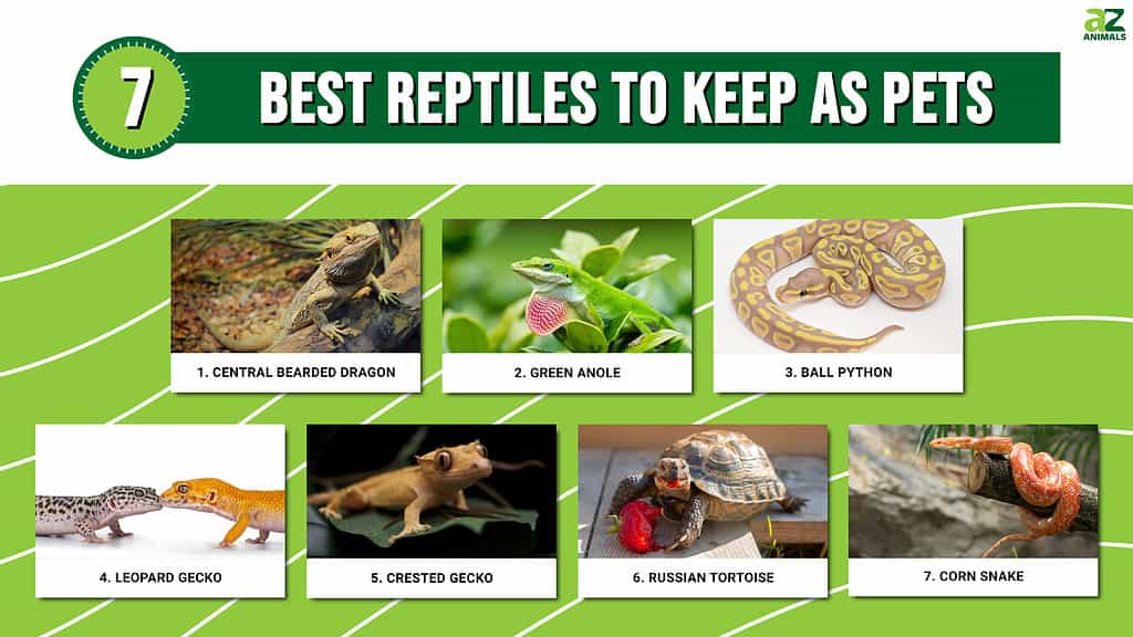 7 Best Reptiles to Keep as Pets - A-Z Animals