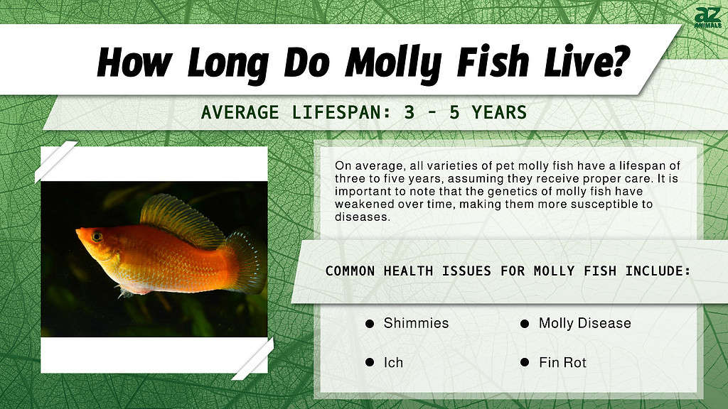How Long Do Molly Fish Live? infographic