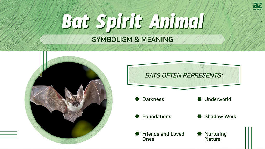 Bat Spirit Animal Symbolism & Meaning - AZ Animals