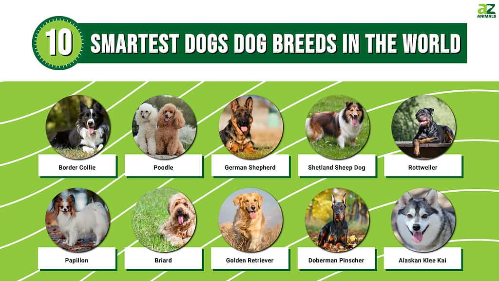 Smart Dog Breeds: Top 10 of the Smartest - CT Breeder
