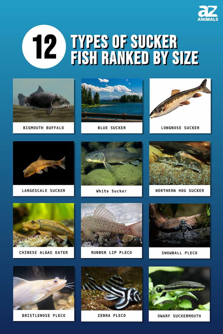 12 Types of Sucker Fish Ranked by Size - A-Z Animals