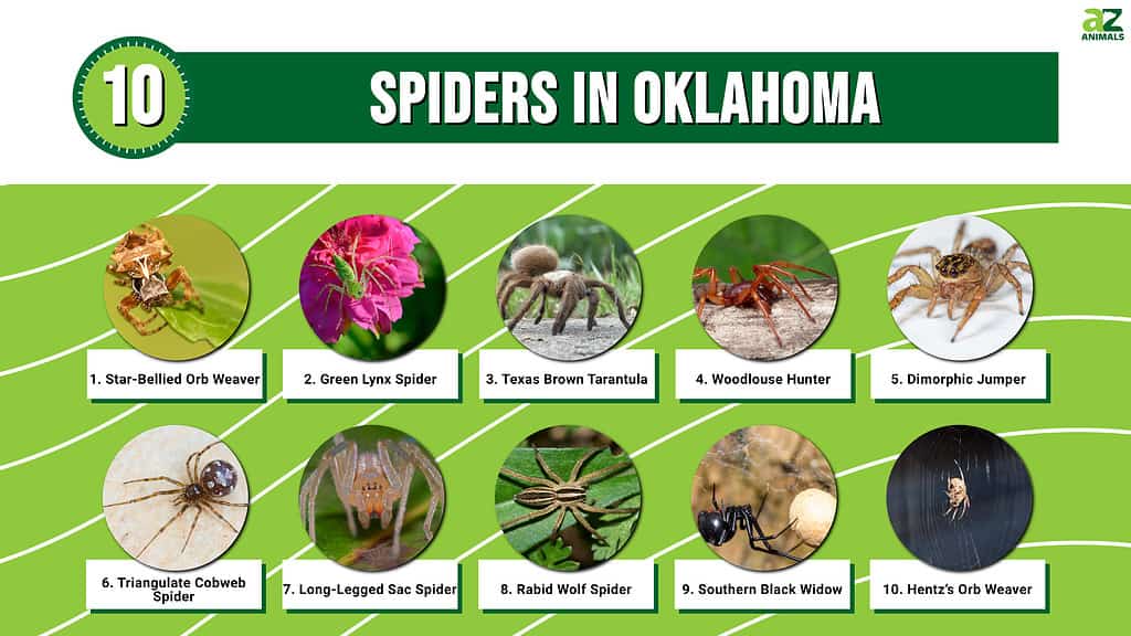Infographic of 10 Spiders in Oklahoma