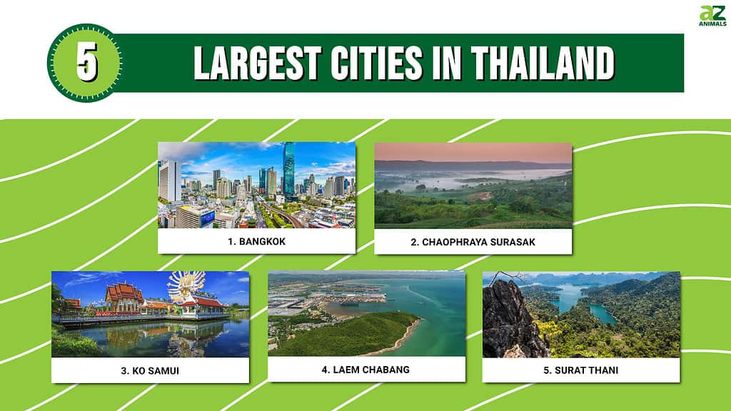 This infographic illustrates the five largest cities in Thailand.