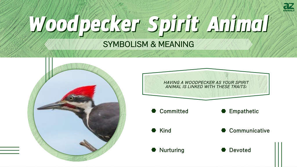 Woodpecker spirit animal infographic 