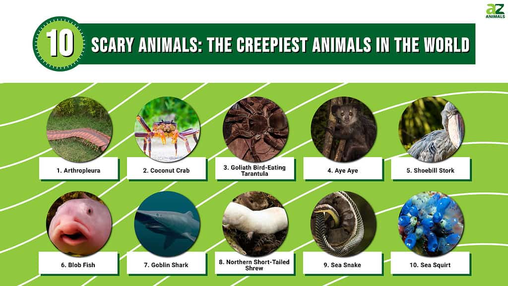 creepy animals