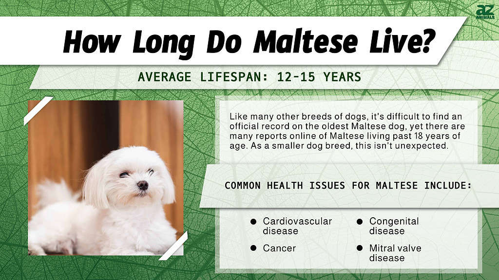 how long will a maltese live?