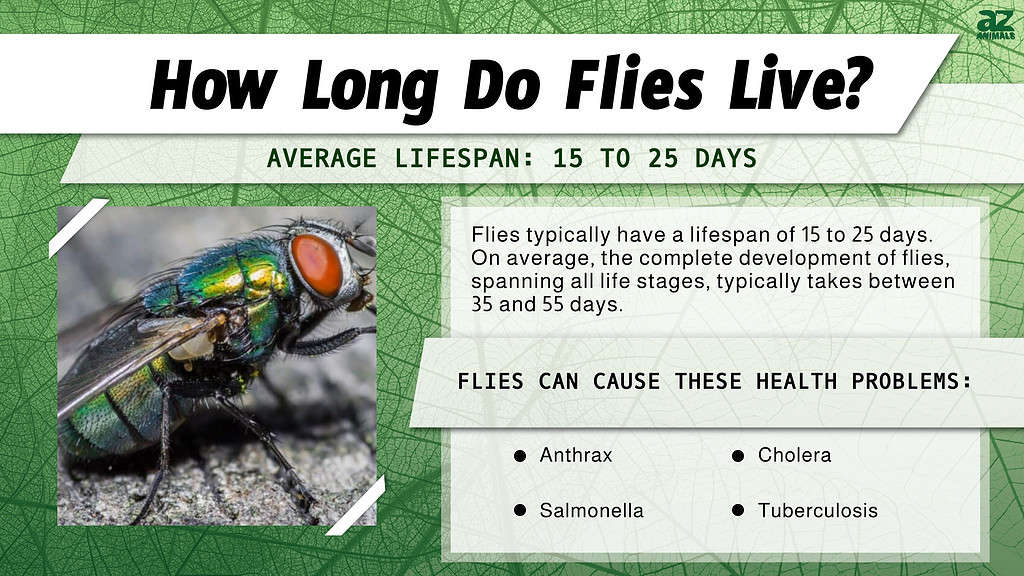 How Long Do Flies Live? infographic