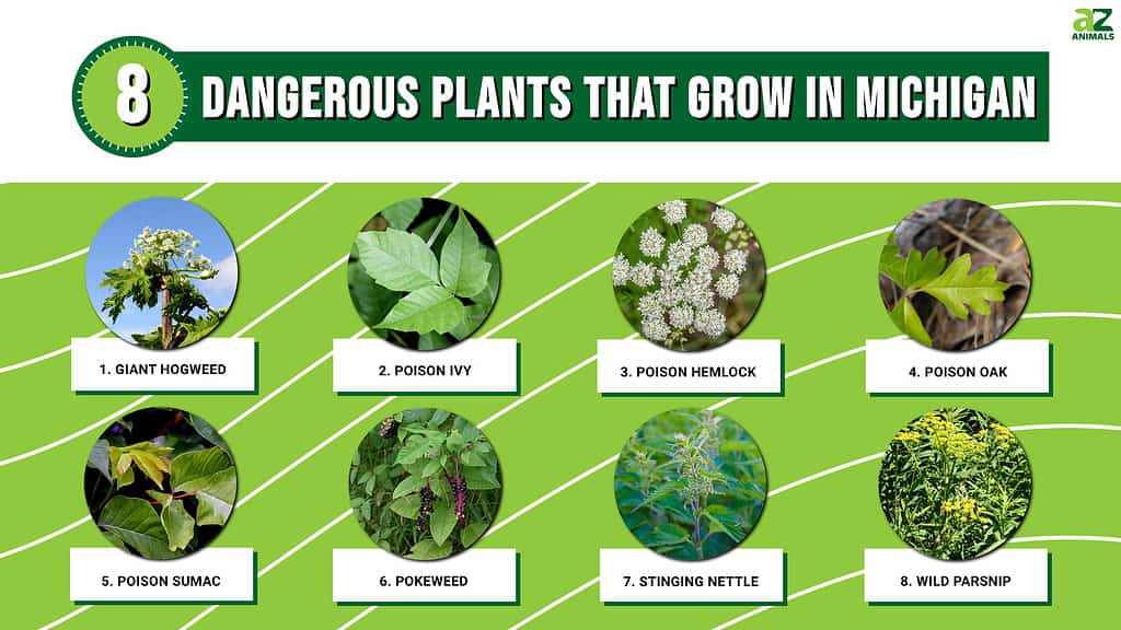 Dangerous Plants That Grow in Michigan infographic