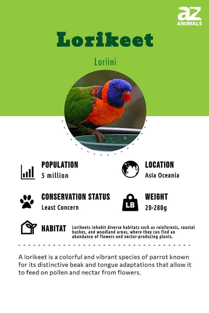 A lorikeet is a colorful and vibrant species of parrot known for its distinctive beak and tongue adaptations that allow it to feed on pollen and nectar from flowers.