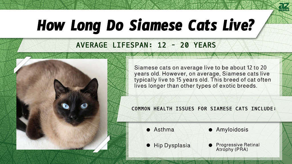 How Long Do Siamese Cats Live? infographic