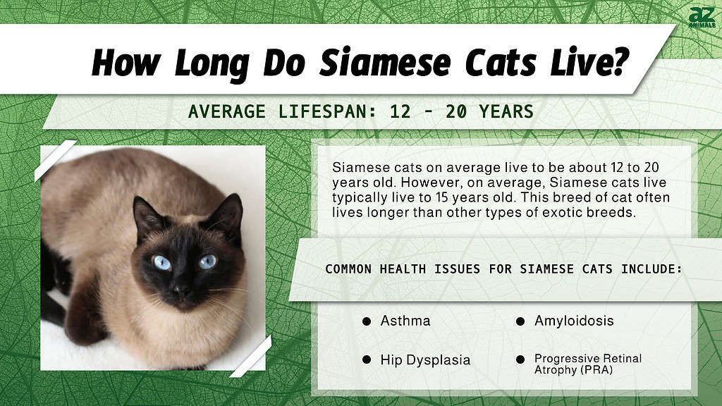 How long do cats live? Average lifespan and how to keep pets healthy.