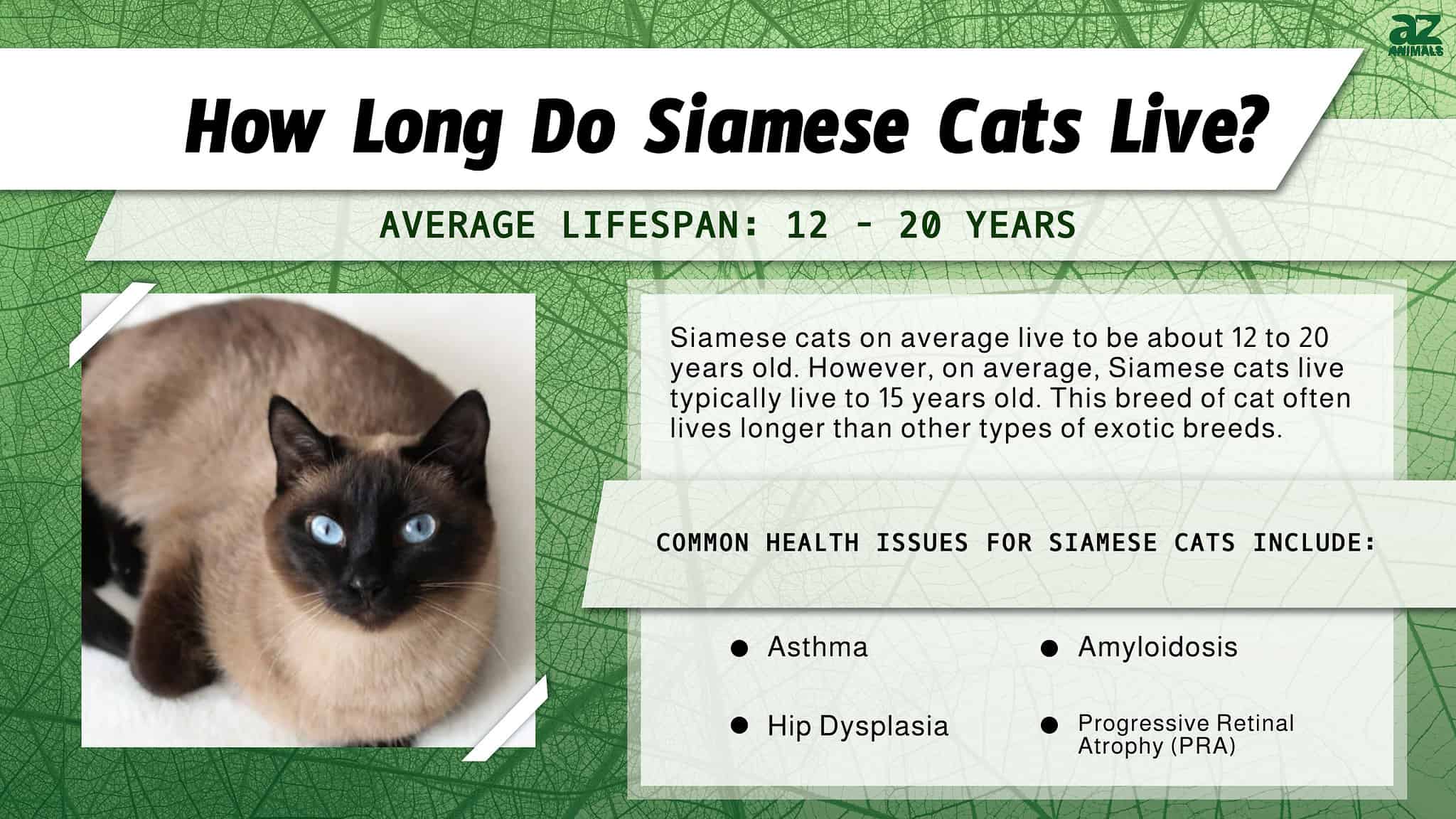 Siamese Cat Lifespan: How Long Do Siamese Cats Live? - A-Z Animals