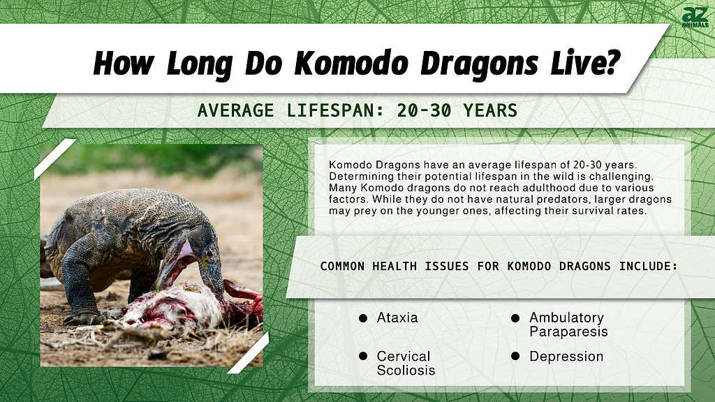 How Long Do Komodo Dragons Live? infographic